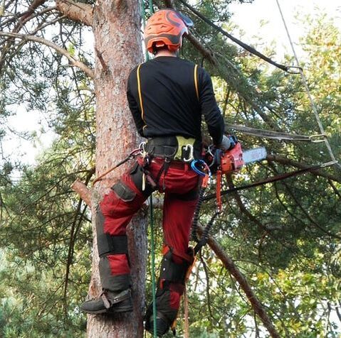 A tree care professional trimming branches from a pine tree in order to benefit the health of the tree.