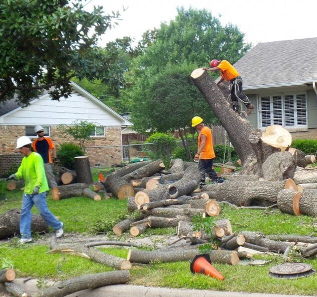 A crew of tree care workers removing a large birch tree from the front yard of a home in a suburban neighborhood.